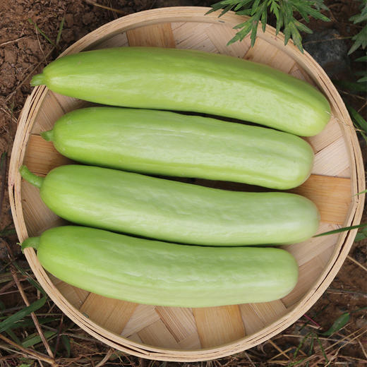 每日现摘  农家贵妃黄瓜  娇嫩鲜脆  味浓爽口   汁水充足   适合生吃  1斤 商品图5