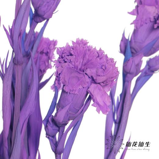永生花材 | 康乃馨粉紫 商品图2