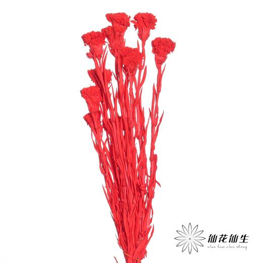永生花材 | 康乃馨红 商品图1