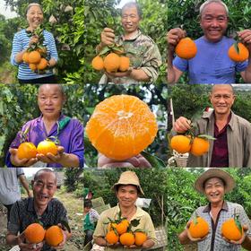 丑皇后晚熟柑橘