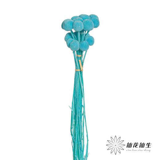 永生花材 | 黄金球蒂芙尼蓝 商品图2