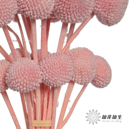 永生花材 | 黄金球粉紫 商品图1