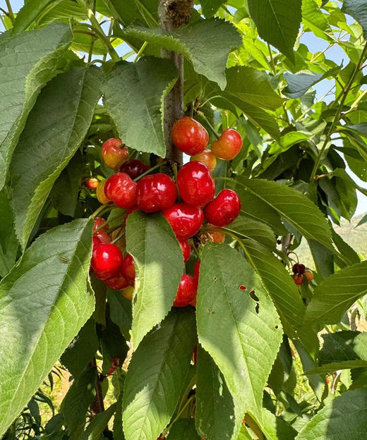 樱桃🍒一年只有这个多月能吃饭这个品种，脆甜多汁，黄金酸甜比例！2斤/盒 商品图0