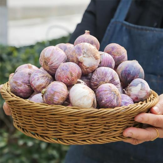 云南有机紫皮独头大蒜 2026年鲜蒜果肉饱满蒜香浓郁凉拌红烧500g起 商品图3