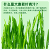 【1000目精细研磨】草牧里 大麦若叶青汁 3g*15条/盒 口感细腻好吸收 商品缩略图6