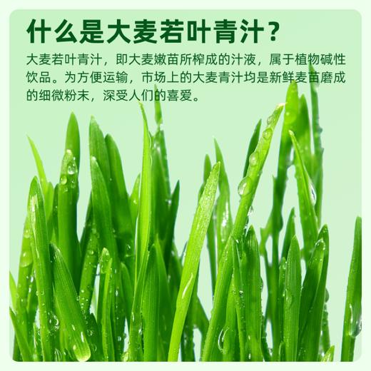 【1000目精细研磨】草牧里 大麦若叶青汁 3g*15条/盒 口感细腻好吸收 商品图6