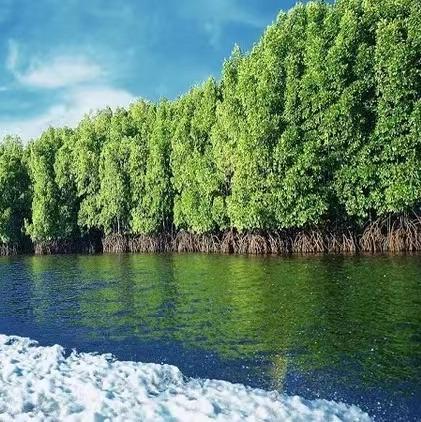 【沙巴亚庇】CABANA红树林+萤火虫+氛围感拉满海边下午茶+沙滩日落海鲜烧烤营火晚会 商品图0