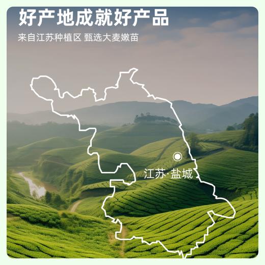 【1000目精细研磨】草牧里 大麦若叶青汁 3g*15条/盒 口感细腻好吸收 商品图2