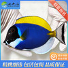 粉蓝吊Acanthurus leucosternon 商品缩略图0