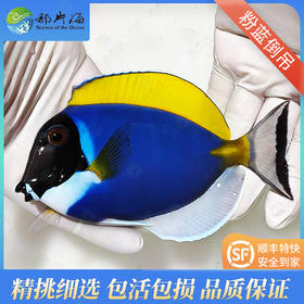 粉蓝吊Acanthurus leucosternon
