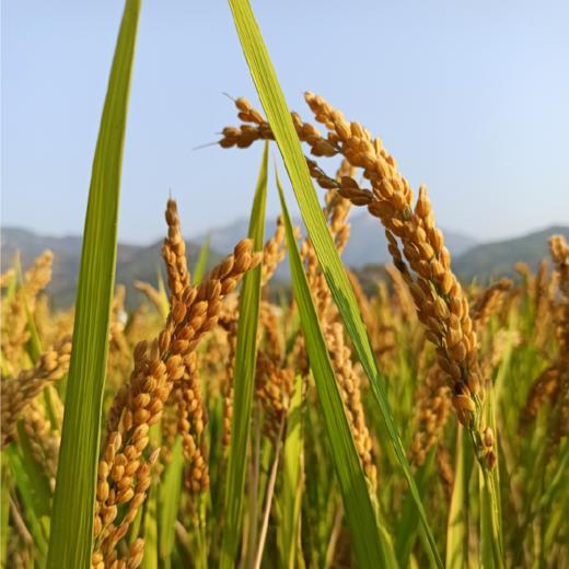 生态炒米 | 无添加 | 公平贸易 *Ecological fried rice 商品图4