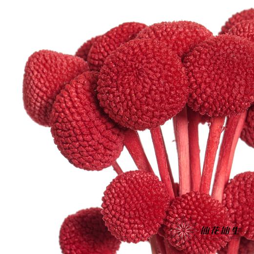 永生花材 | 黄金球红色 商品图3