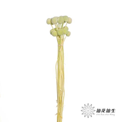 永生花材 | 黄金球绿色 商品图2