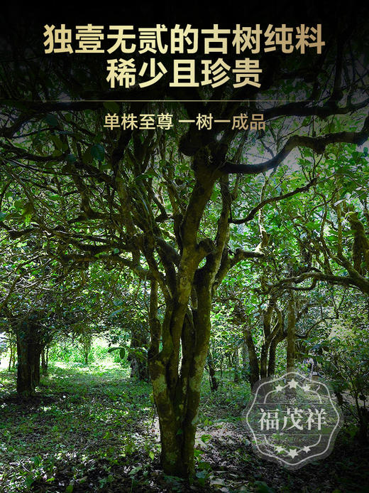 【猫耳朵单株】形似猫耳味如琼浆 量少而稀贵 全球限量发行66饼 2024年春茶易武茶区普洱茶生茶古树单株357g茶饼 商品图1