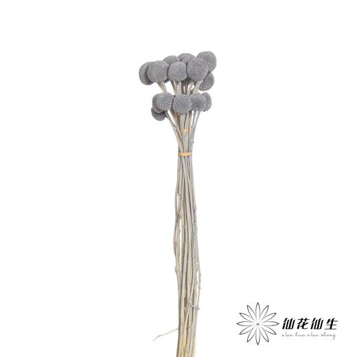 永生花材 | 黄金球灰色 商品图2