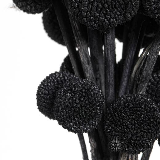 永生花材 | 黄金球黑色 商品图1