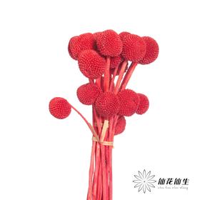 永生花材 | 黄金球红色