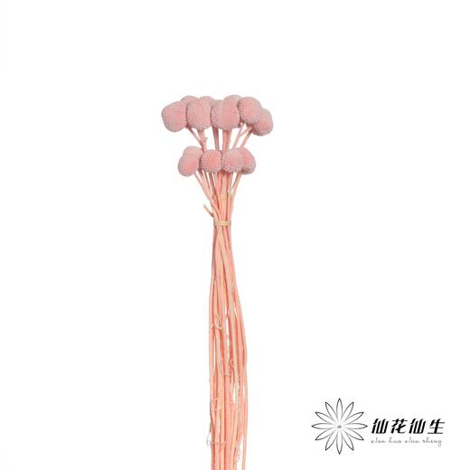 永生花材 | 黄金球粉紫 商品图2
