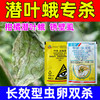 潜叶蛾专杀套餐正品虱螨脲杀卵柑橘果树锈壁虱潜叶蛾专用杀虫剂 商品缩略图5