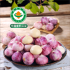 云南有机紫皮独头大蒜 2026年鲜蒜果肉饱满蒜香浓郁凉拌红烧500g起 商品缩略图1