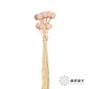 永生花材 | 黄金球樱花粉 商品缩略图2