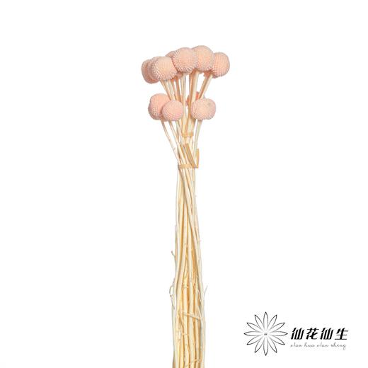 永生花材 | 黄金球樱花粉 商品图2