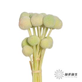 永生花材 | 黄金球绿色