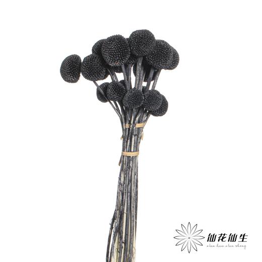 永生花材 | 黄金球黑色 商品图3
