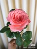 戴安娜王妃粉色系玫瑰5支 商品缩略图2