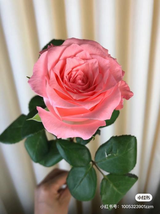 戴安娜王妃粉色系玫瑰5支 商品图2