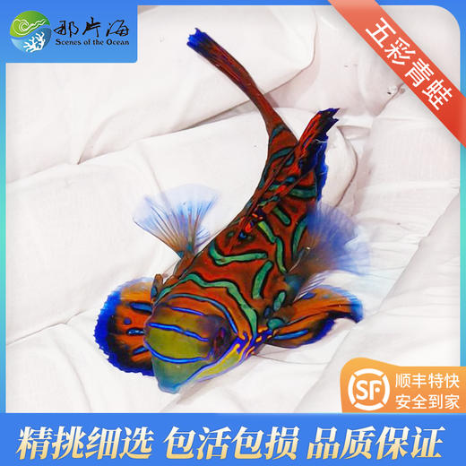 五彩青蛙Pterosynchiropus splendidus 商品图0