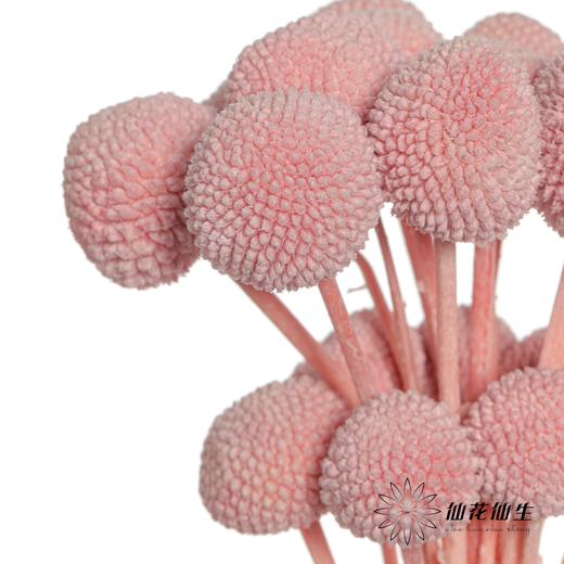 永生花材 | 黄金球粉紫 商品图3