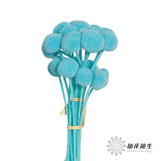 永生花材 | 黄金球蒂芙尼蓝 商品图0