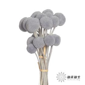 永生花材 | 黄金球灰色