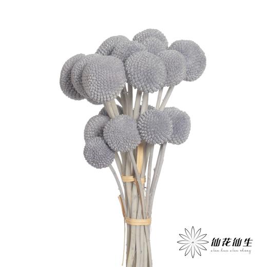永生花材 | 黄金球灰色 商品图0
