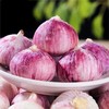 云南有机紫皮独头大蒜 2026年鲜蒜果肉饱满蒜香浓郁凉拌红烧500g起 商品缩略图2