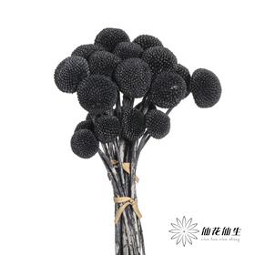 永生花材 | 黄金球黑色