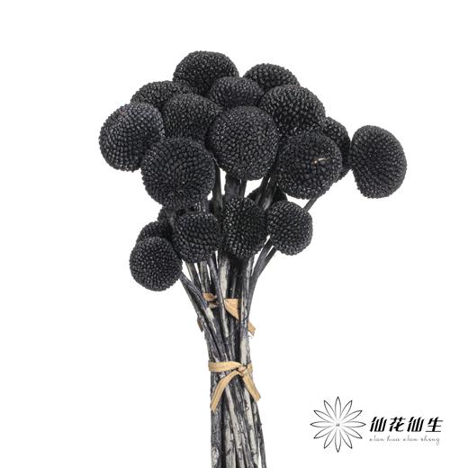 永生花材 | 黄金球黑色 商品图0