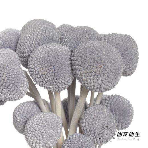 永生花材 | 黄金球灰色 商品图1