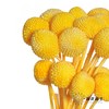 永生花材 | 黄金球黄 商品缩略图1