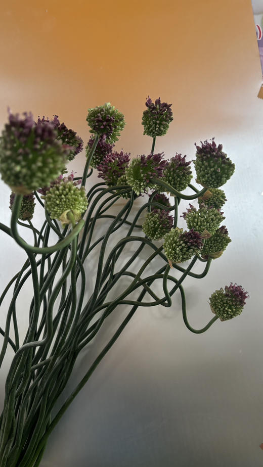 【肆意生长】弯葱  5枝/扎 （国产版） 商品图7