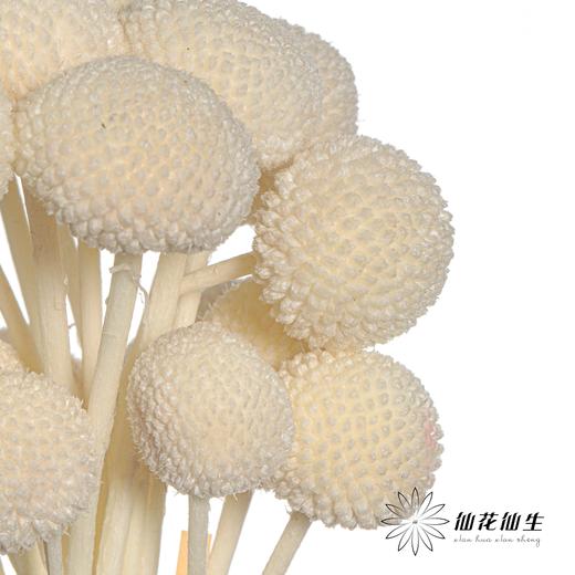 永生花材 | 黄金球白色 商品图3
