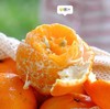 白富美橘柑 浓浓香甜的柑橘香 礼盒装 商品缩略图9