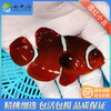 透红小丑Premnas biaculatus 商品缩略图0