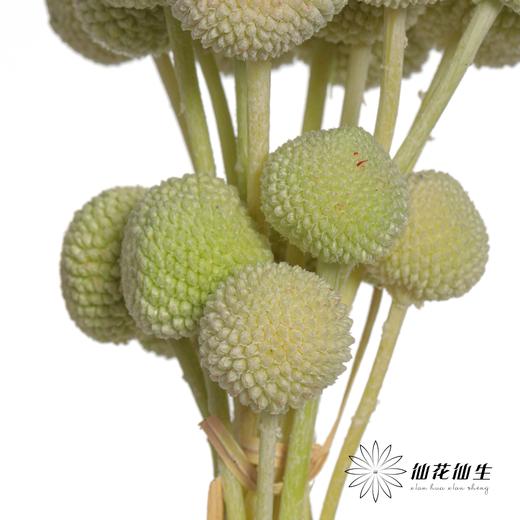 永生花材 | 黄金球绿色 商品图3
