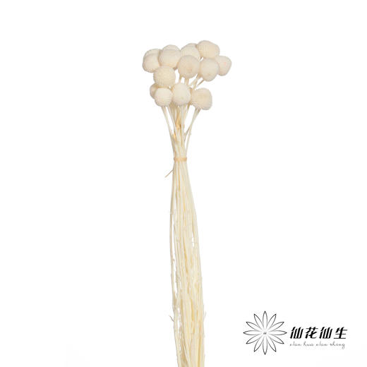 永生花材 | 黄金球白色 商品图2