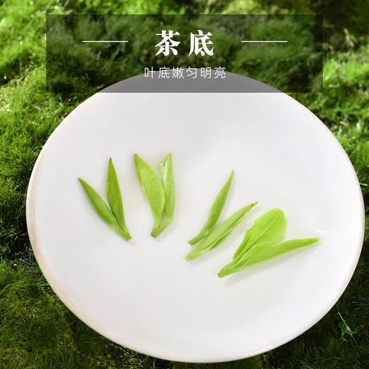 云岭茶业 永川秀芽2024年新茶茶叶礼盒装明前绿茶春茶 （御芽）礼盒装送礼 180g 商品图6