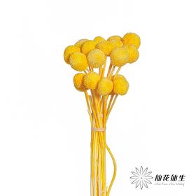永生花材 | 黄金球黄