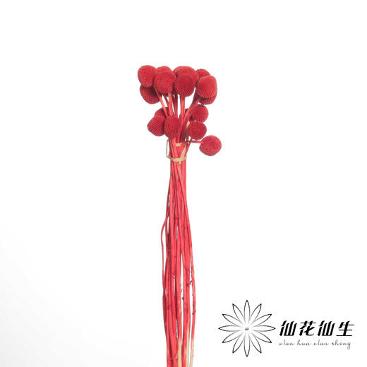 永生花材 | 黄金球红色 商品图2
