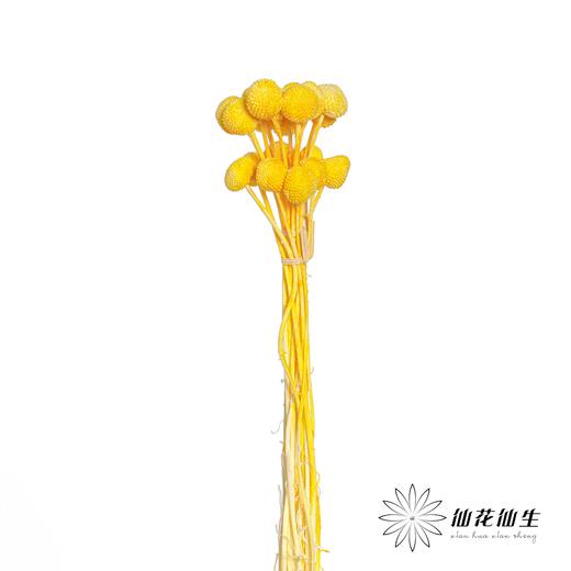 永生花材 | 黄金球黄 商品图2